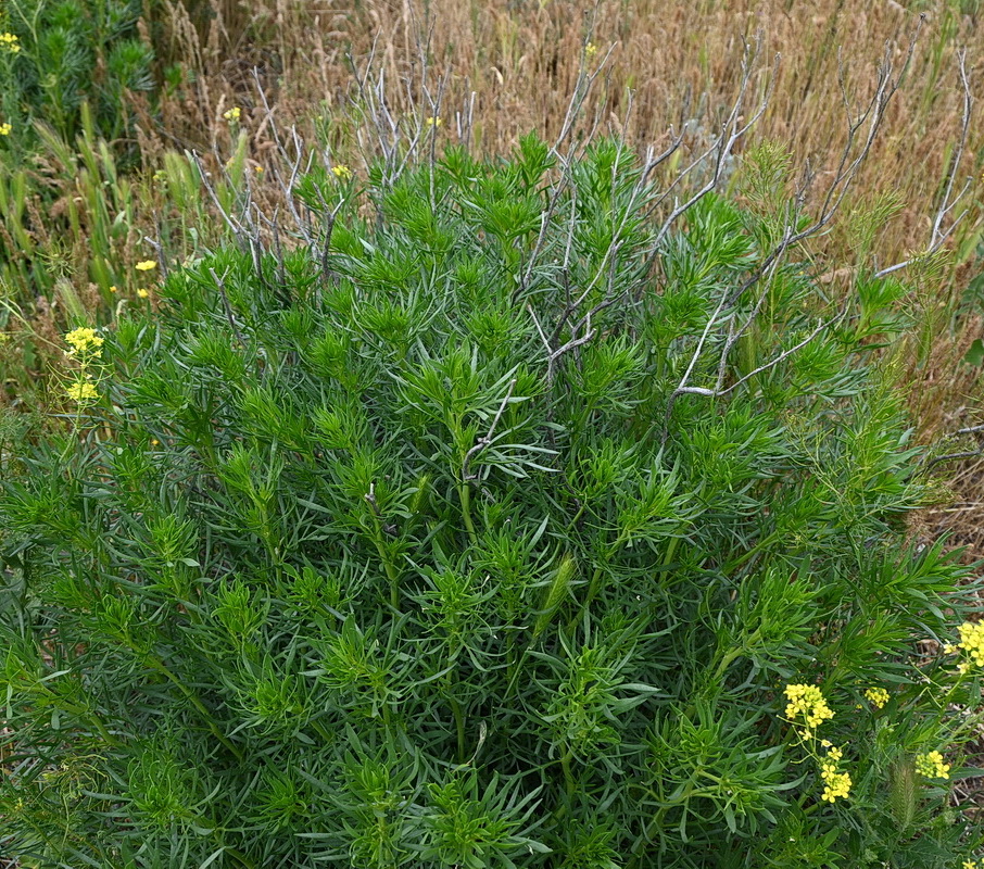 Image of Peganum harmala specimen.