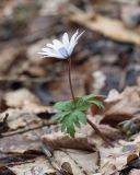 Anemone banketovii. Цветущее растение. Краснодарский край, Крымский р-н, окр. станицы Неберджаевская, ур. Малый Яр, буково-грабово-дубовый лес. 18.02.2026.