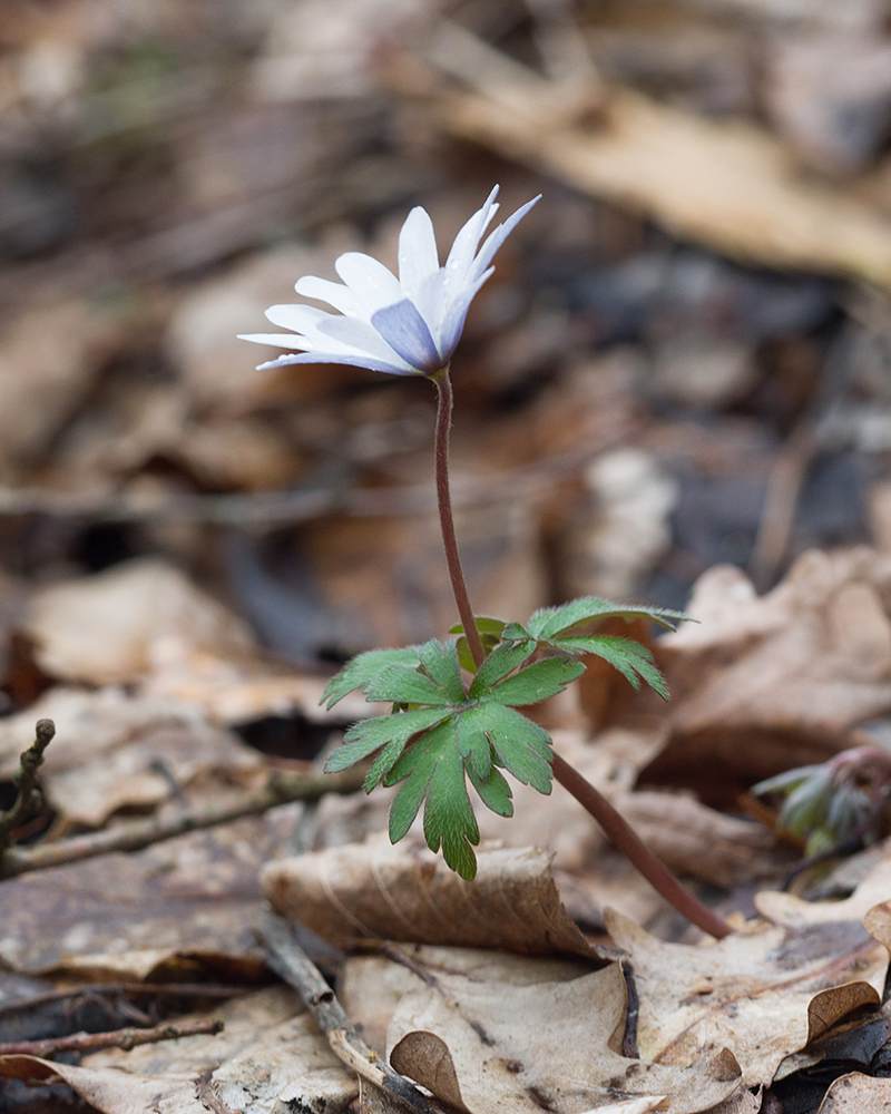 Изображение особи Anemone banketovii.