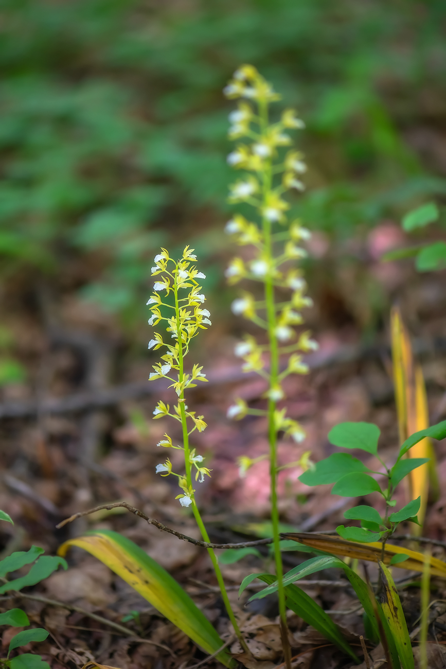 Изображение особи Oreorchis patens.