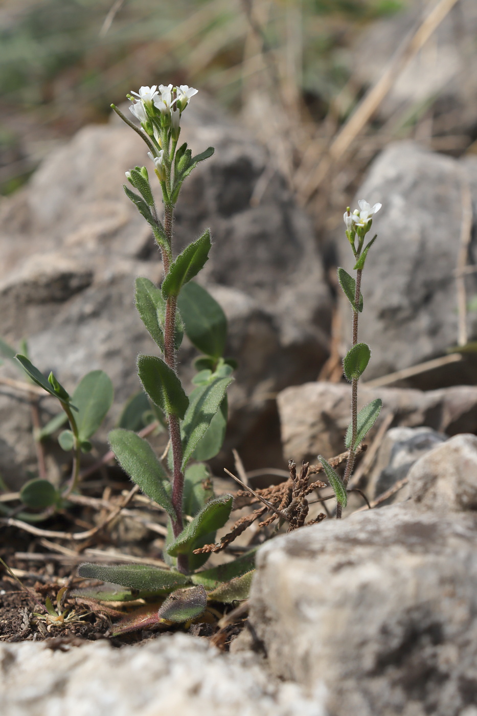 Изображение особи Arabis auriculata.