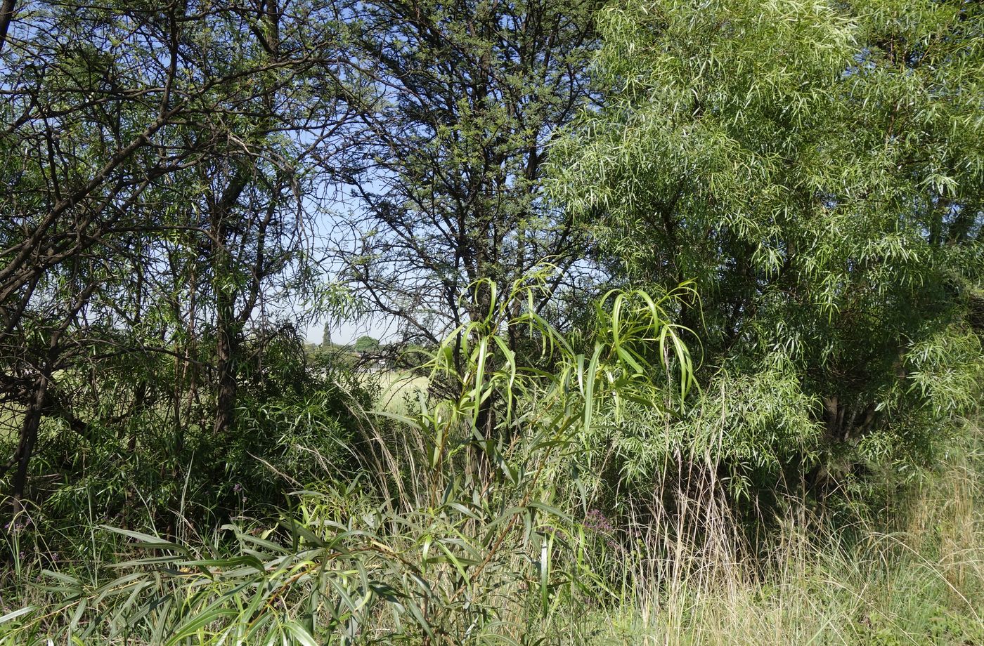 Image of Searsia lancea specimen.