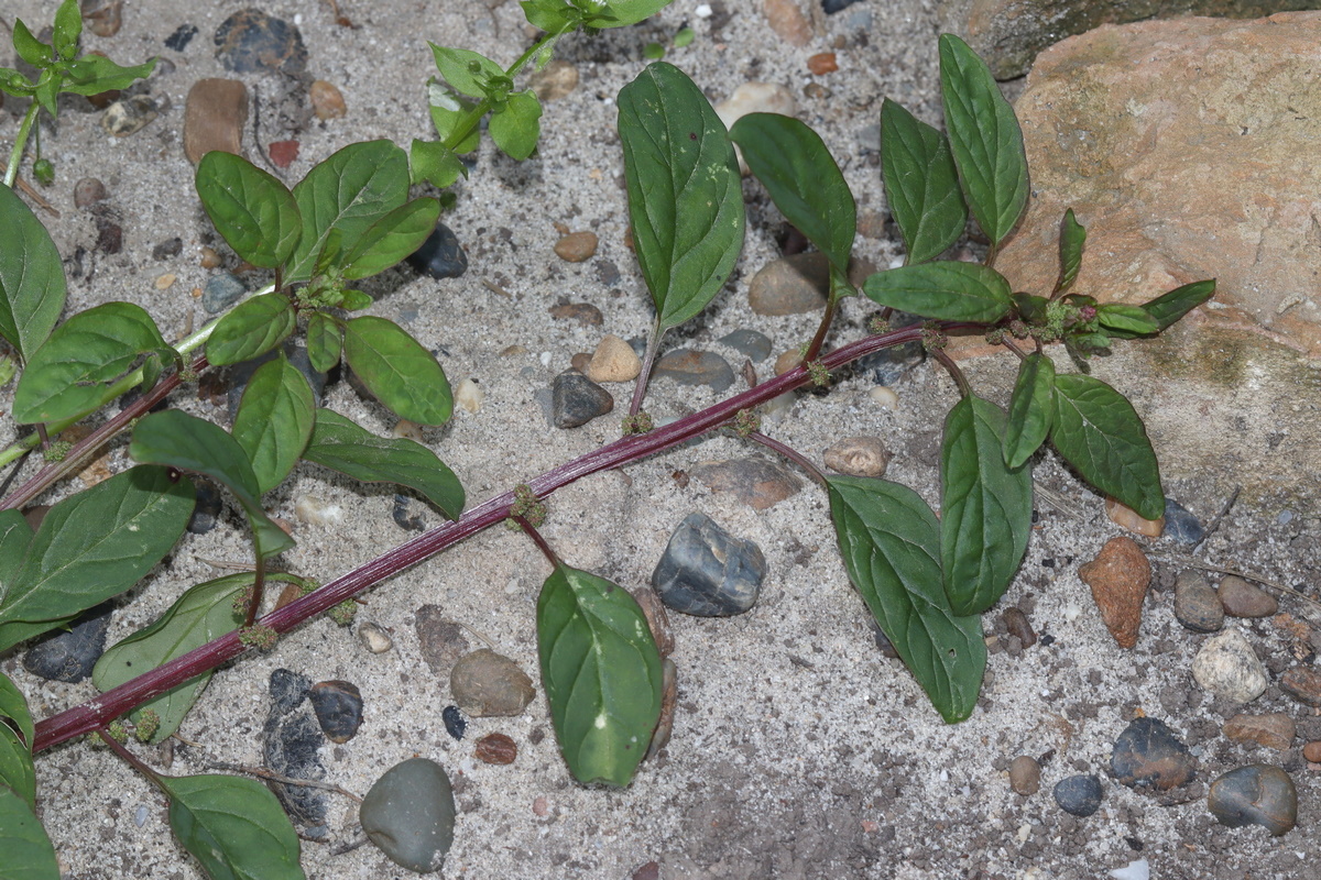 Изображение особи Parietaria debilis.