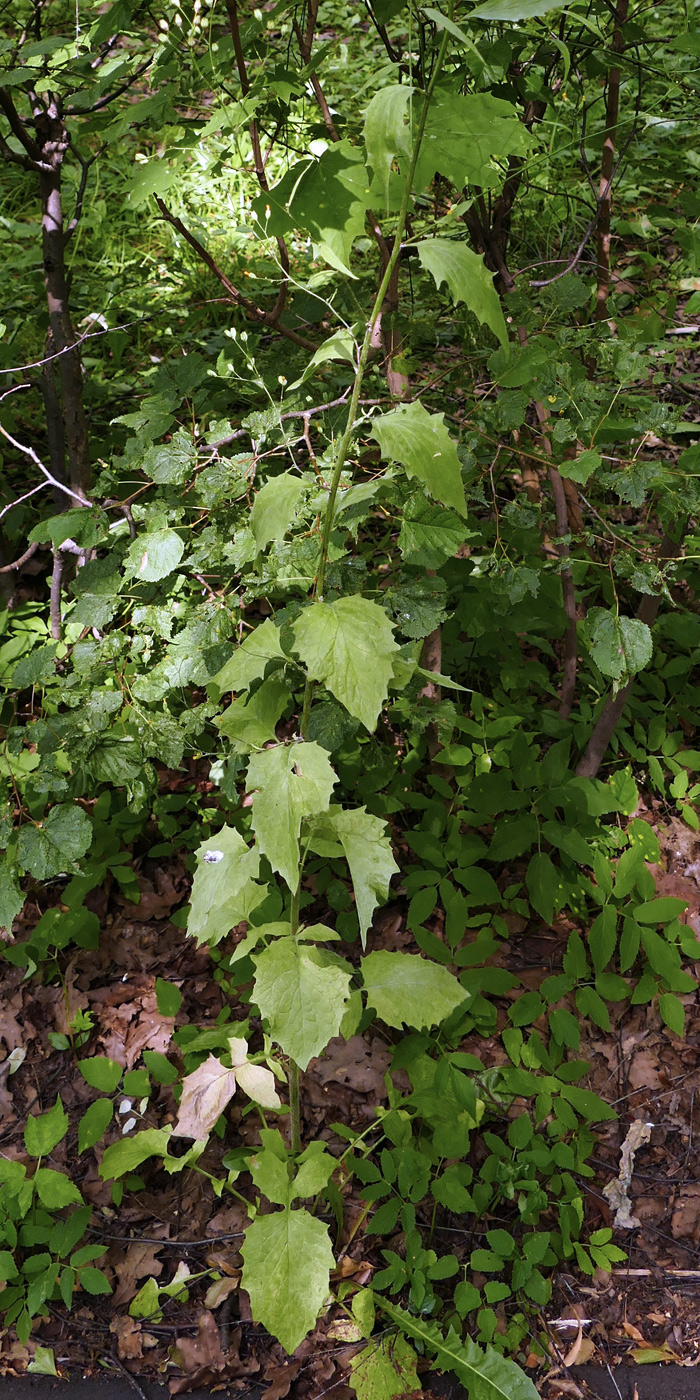 Image of Lapsana communis specimen.