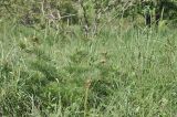 View full-size image Paeonia tenuifolia