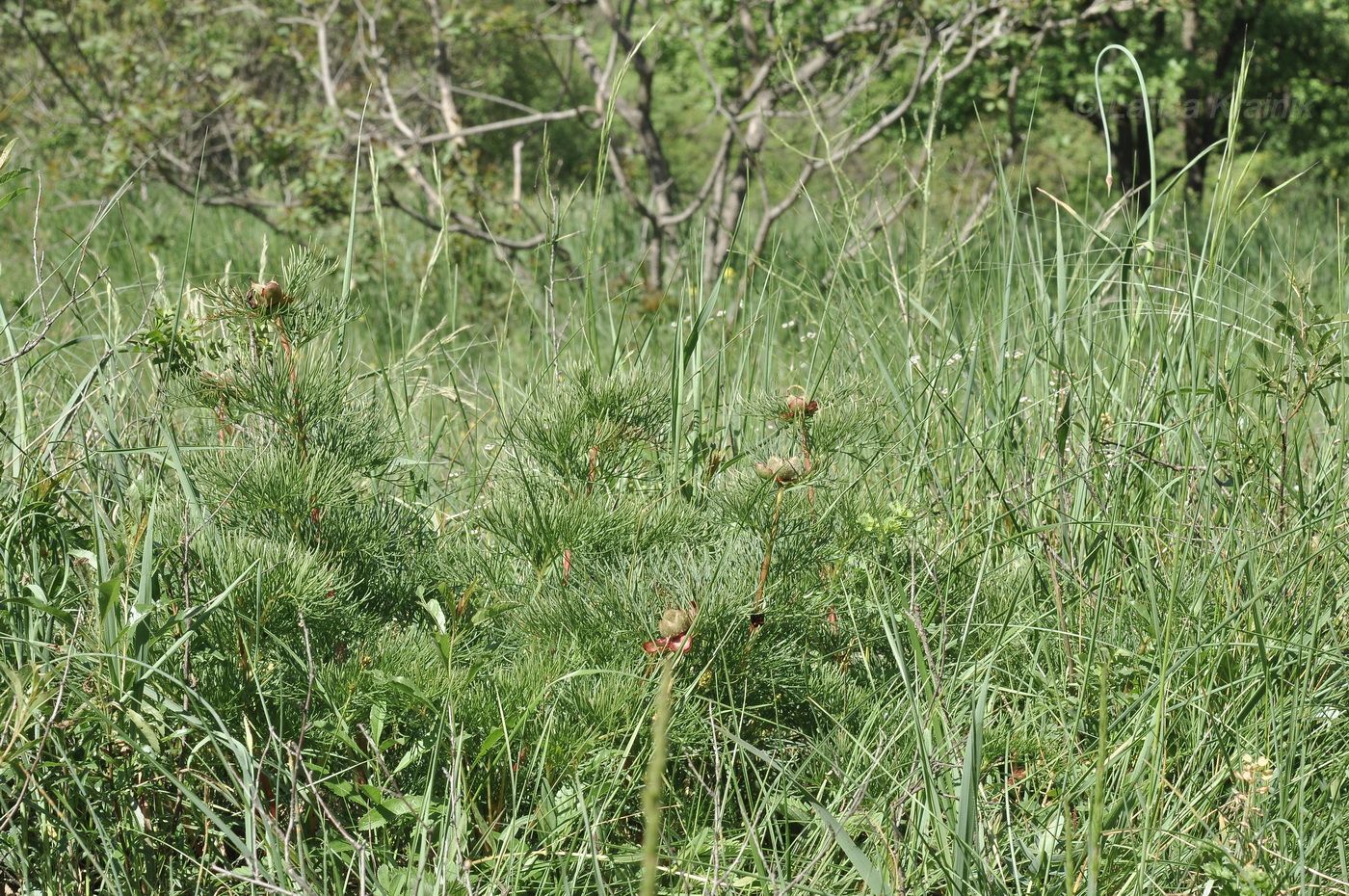 Image of Paeonia tenuifolia specimen.