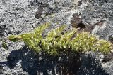 unknown species. Соплодие. Грузия, край Самцхе-Джавахети, окраина с. Тмогви, окр. южного берега оз. Цунда, горная степь. 8 июня 2026 г.