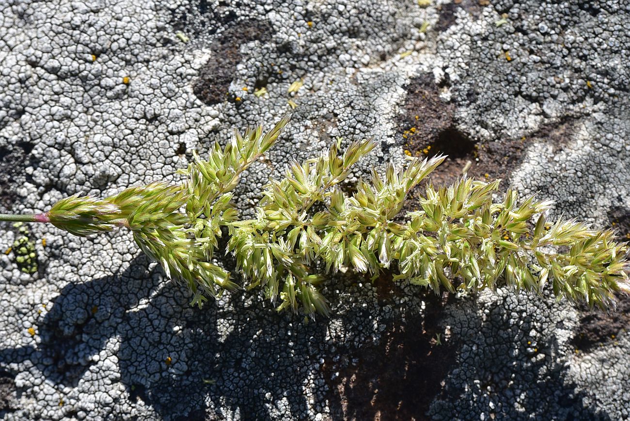 Image of Unknown species specimen.