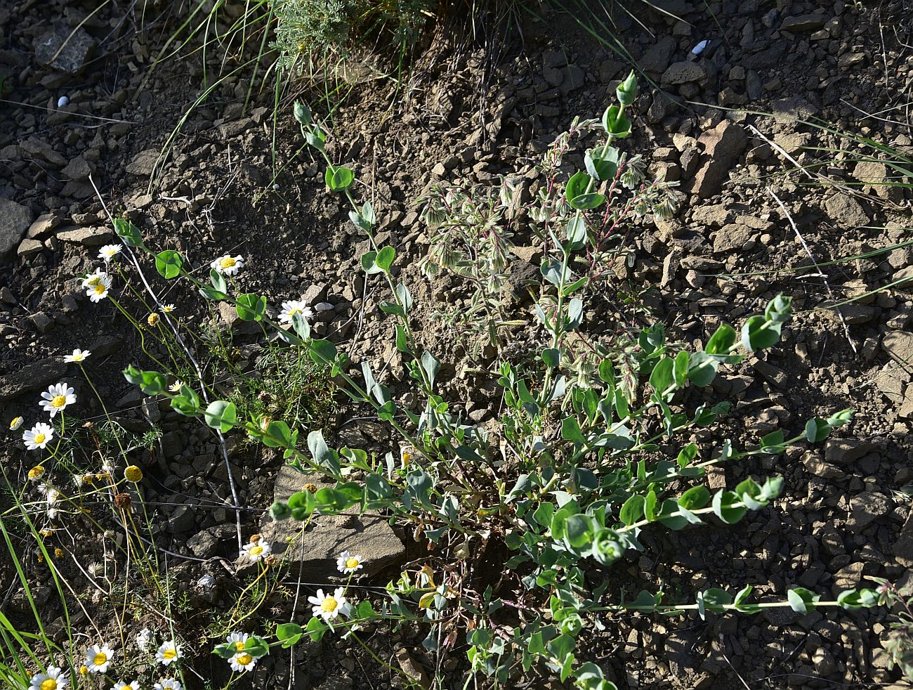 Image of Silene chlorifolia specimen.