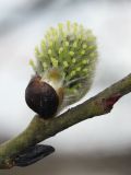 Salix caprea