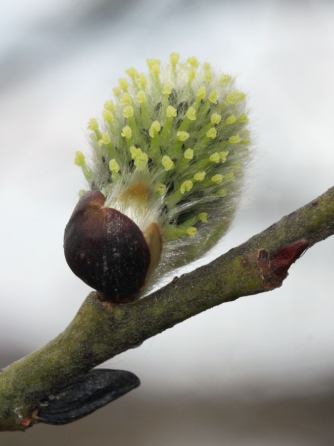 Image of Salix caprea specimen.