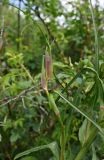 род Tragopogon. Верхушка генеративного побега. Тульская обл., Богородицкий р-н, пос. Товарковский, склон оврага южной экспозиции, луг. 31.05.2026.