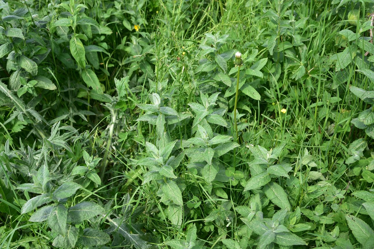 Image of Mentha longifolia specimen.
