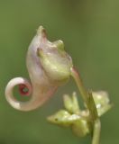 Impatiens furcillata. Развивающийся цветок (вид сбоку). Приморский край, Шкотовский р-н, окр. с. Новонежино, сырой луг. 08.08.2026.