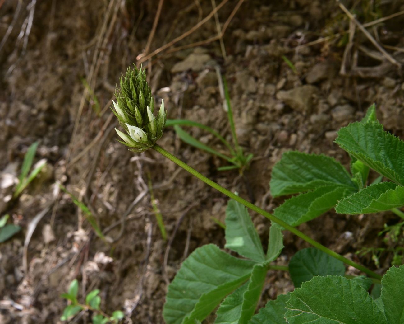 Image of Psoralea acaulis specimen.