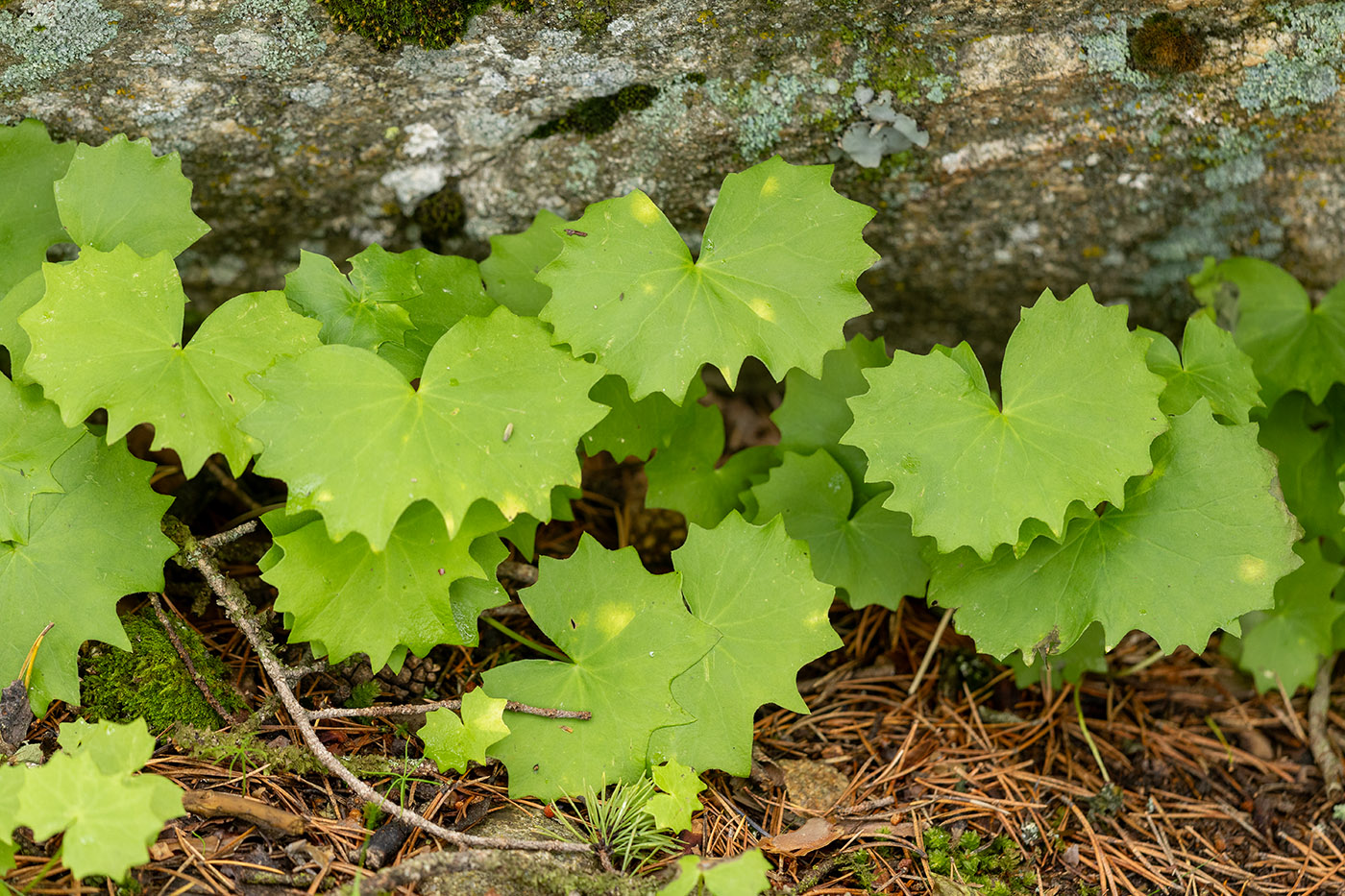 Image of Unknown species specimen.