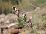 genus Linaria. Соцветие. Таджикистан, Горно-Бадахшанская автономная обл., Ишкашимский р-н, окр. кишлака Гармчашма, дол. р. Гармчашма, ≈ 2600 м н.у.м., каменистая осыпь. 2 июля 2026 г.