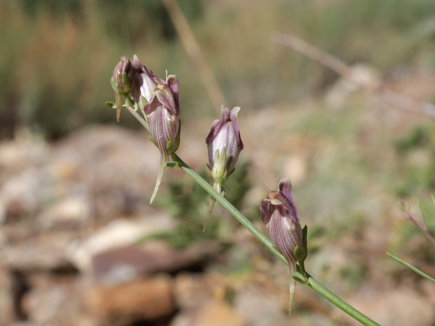 Изображение особи род Linaria.