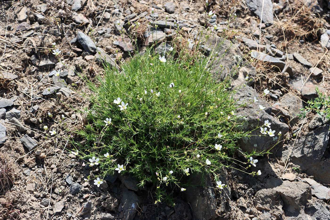 Image of Eremogone griffithii specimen.