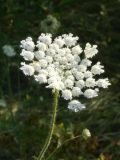 Daucus carota. Верхушка побега с соцветием. Республика Молдова, муниципалитет Кишинёв, г. Кодру, запущенный яблоневый сад. 30 июля 2026 г.