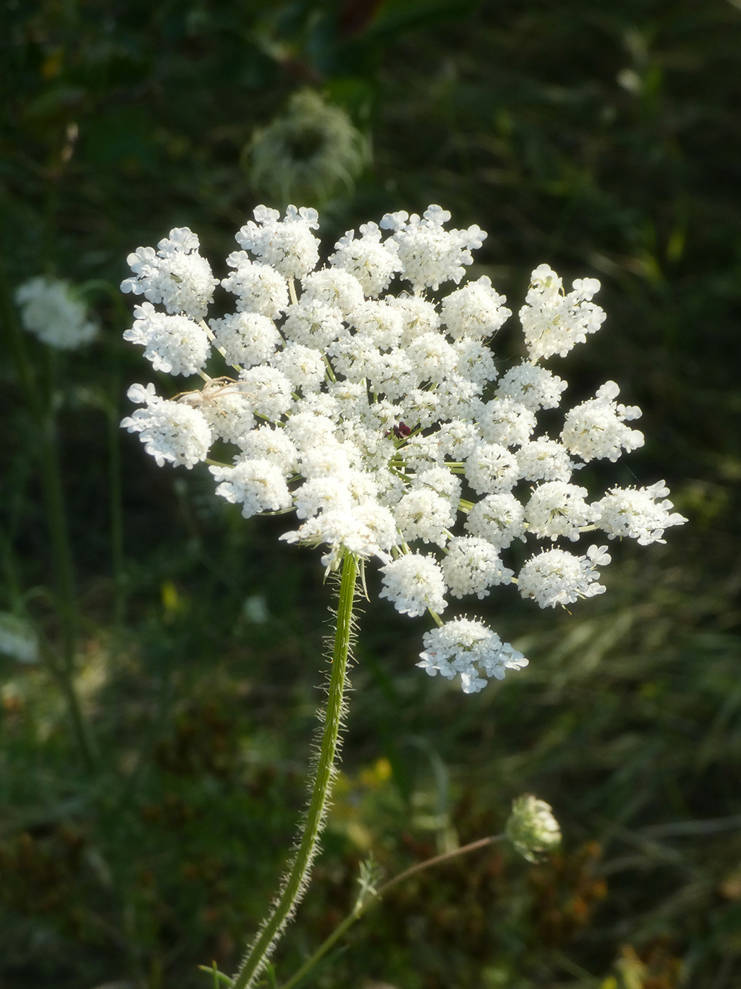 Image of Daucus carota specimen.
