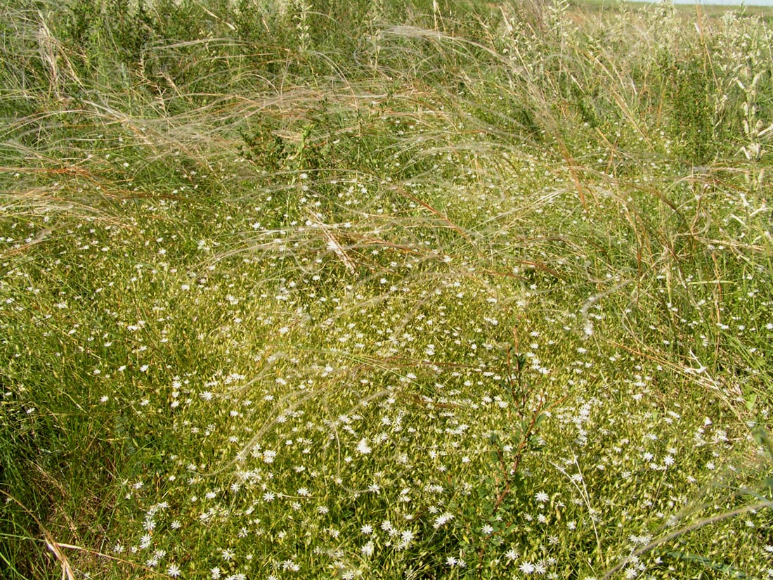 Изображение особи Stellaria hippoctona.