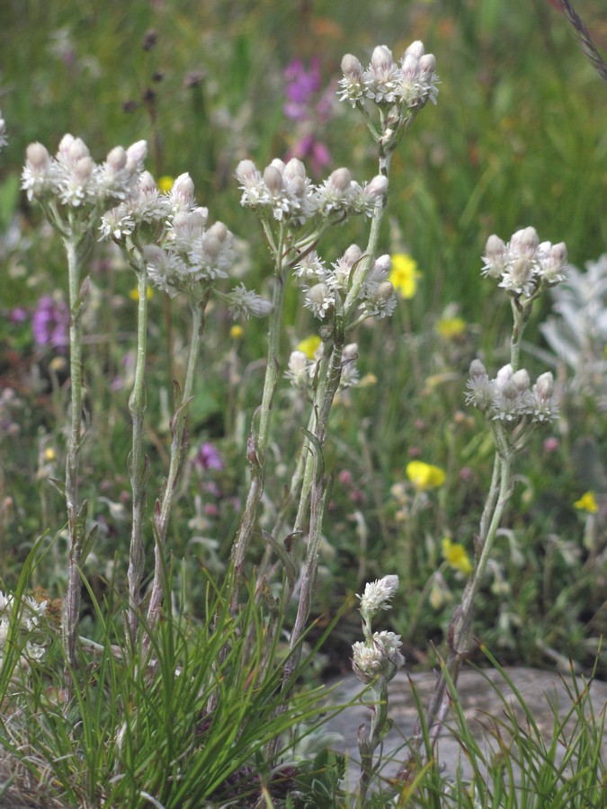 Изображение особи Antennaria dioica.