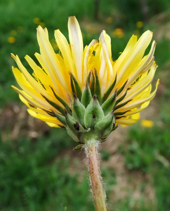 Изображение особи Taraxacum ussuriense.