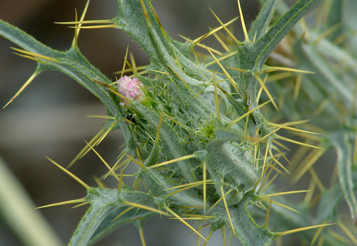 Image of Picnomon acarna specimen.