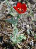 Glaucium corniculatum. Цветущее растение. Крым, Южный берег, гора Меганом. 07.05.2011.