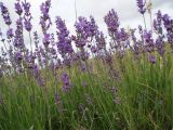 Lavandula angustifolia