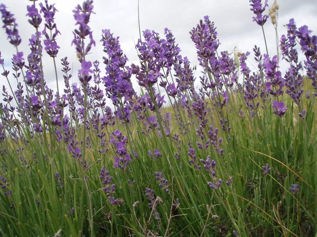 Image of Lavandula angustifolia specimen.