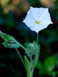 Convolvulus pilosellifolius