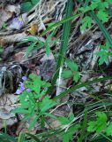 Cardamine trifida