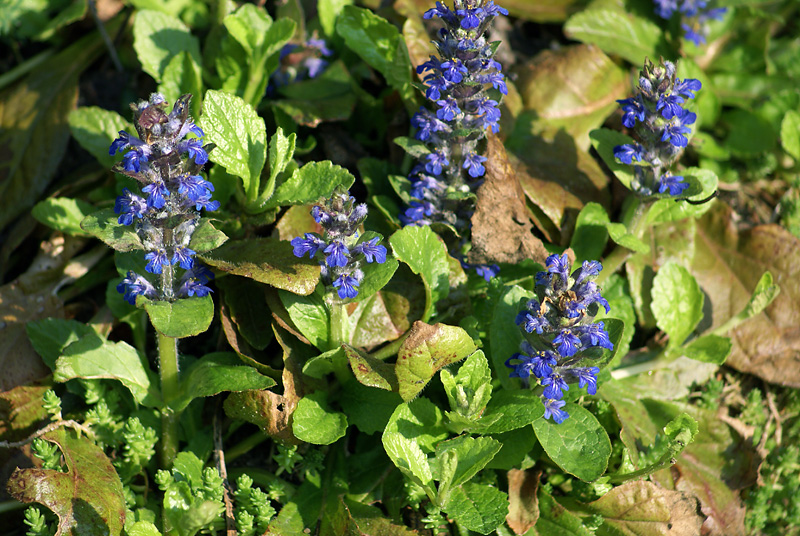 Изображение особи Ajuga reptans.