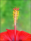 Hibiscus rosa-sinensis. Часть цветка. Краснодарский край, Черноморское побережье Кавказа, г. Новороссийск, в уличном озеленении (единственное на весь город и то лишь тем летом). 06.08.2009.