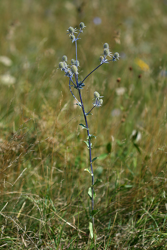 Image of Eryngium planum specimen.