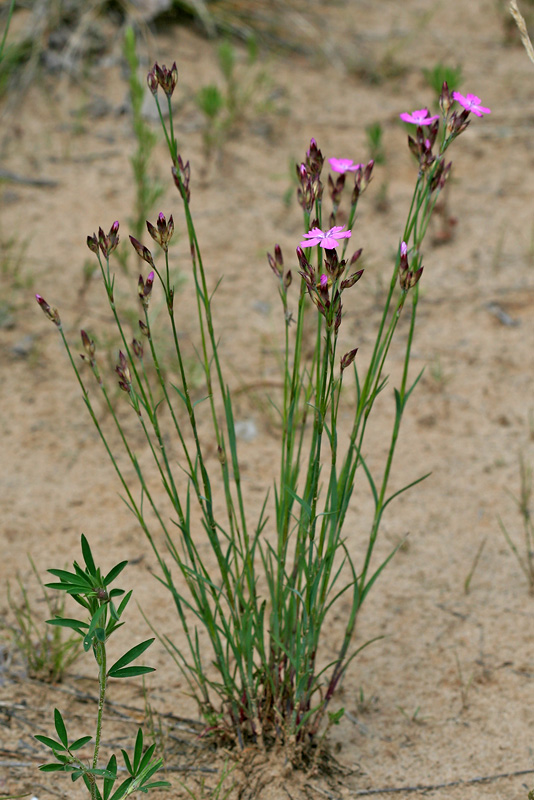 Image of Dianthus borbasii specimen.