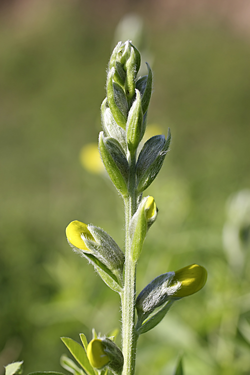 Image of Thermopsis dolichocarpa specimen.