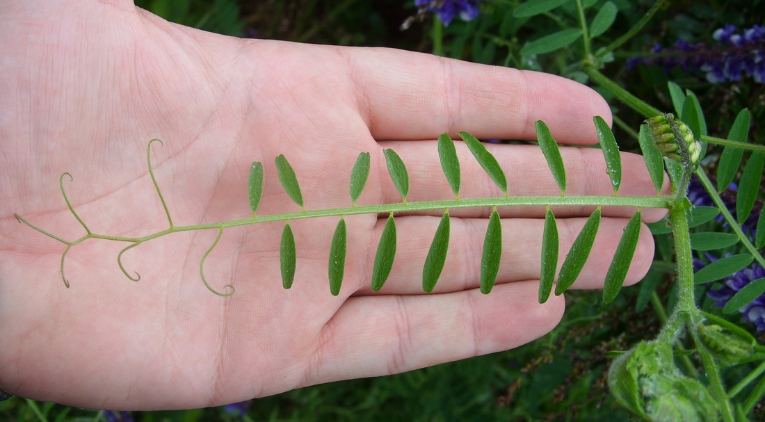 Image of Vicia villosa specimen.