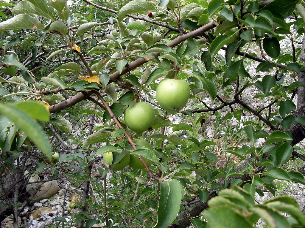 Изображение особи Malus domestica.