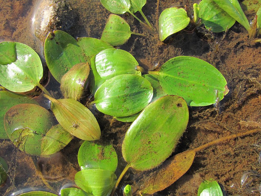 Изображение особи Potamogeton gramineus.