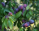 Prunus domestica. Ветвь с созревающими плодами. Московская обл., Раменский р-н, окр. дер. Хрипань, садовый участок. 28.08.2011.