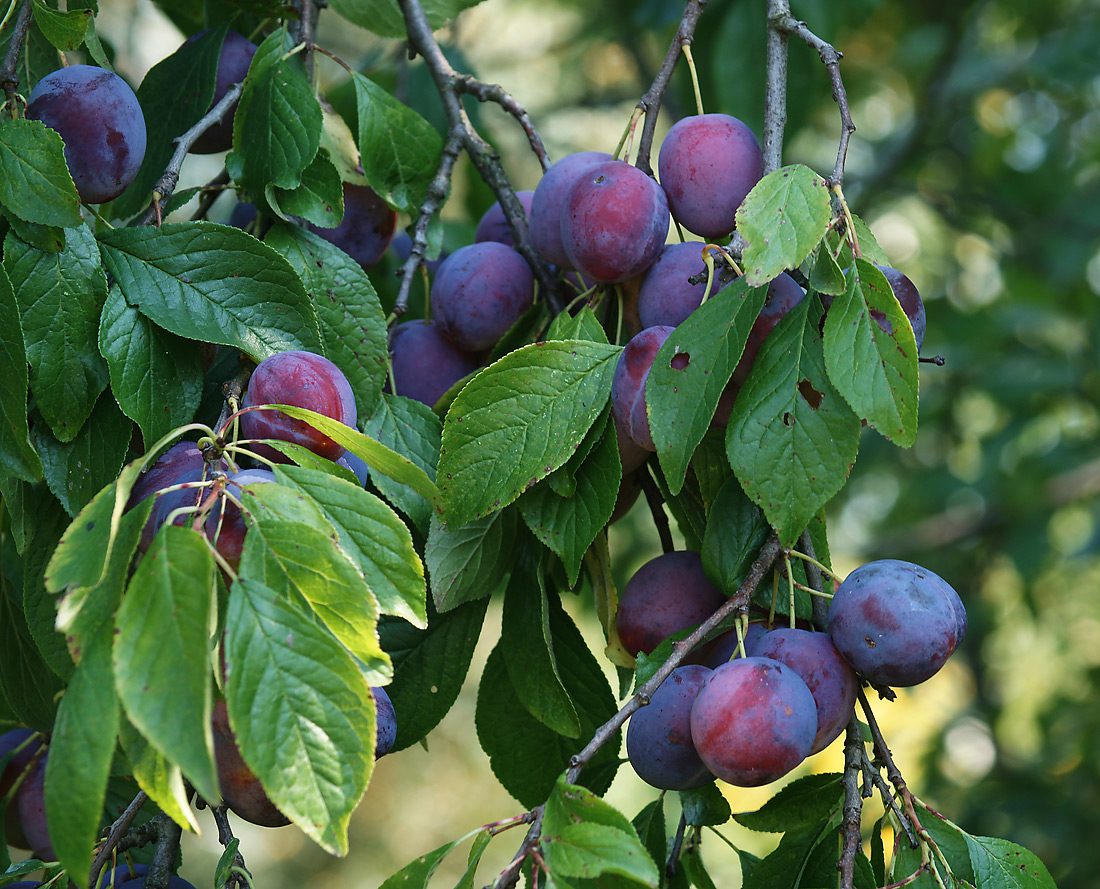 Изображение особи Prunus domestica.