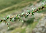 Cerasus erythrocarpa. Ветвь кустарника с плодами. Казахстан, Кызылординская обл., Жанакорганский р-н, низкогорья хр. Каратау у пос. Кайнарбулак. 28.04.2011.