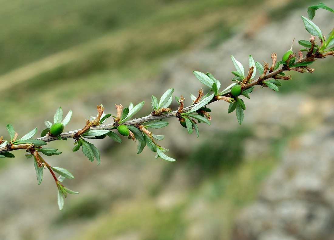 Изображение особи Cerasus erythrocarpa.