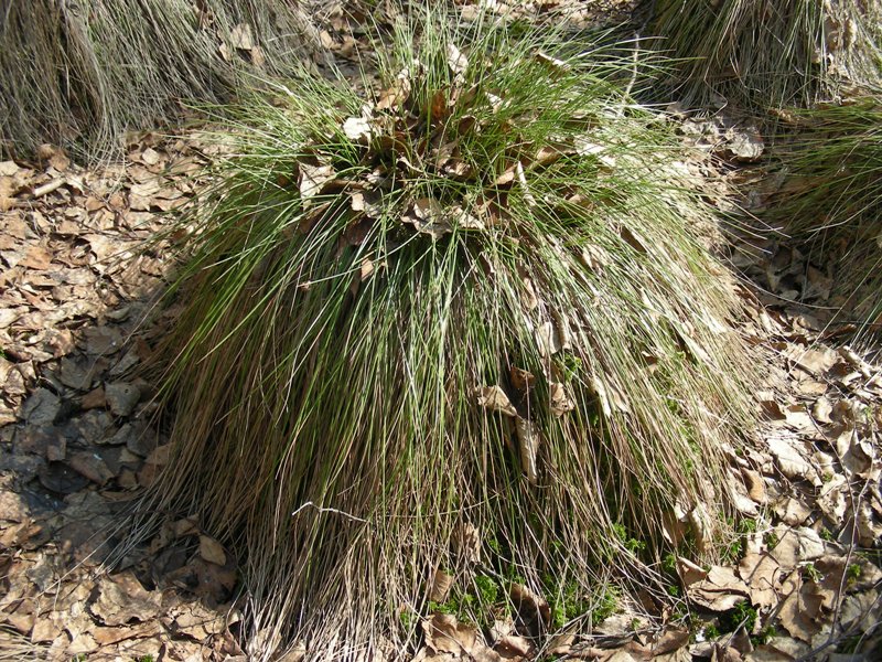 Изображение особи Eriophorum vaginatum.