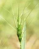 Aegilops peregrina. Соцветие. В основании - характерные для вида недоразвитые стерильные колоски. Израиль, Тель-Авив, у дорожки в ботсаду. 25.03.2008.