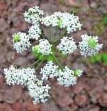 Pimpinella saxifraga. Соцветие с галлами. Тверская обл., Весьегонский р-н, окр. дер. Беняково, берег залива Рыбинского вдхр. по р. Сёбла. 24.07.2011.