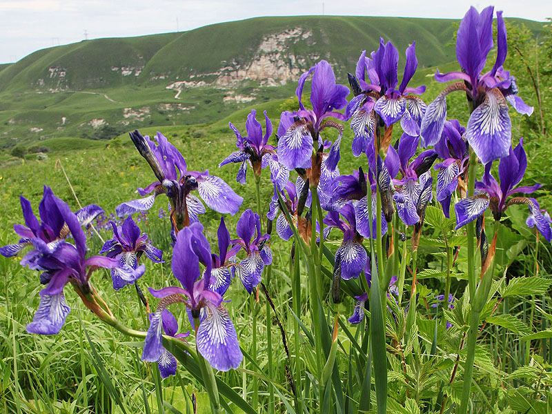 Image of Iris sibirica specimen.